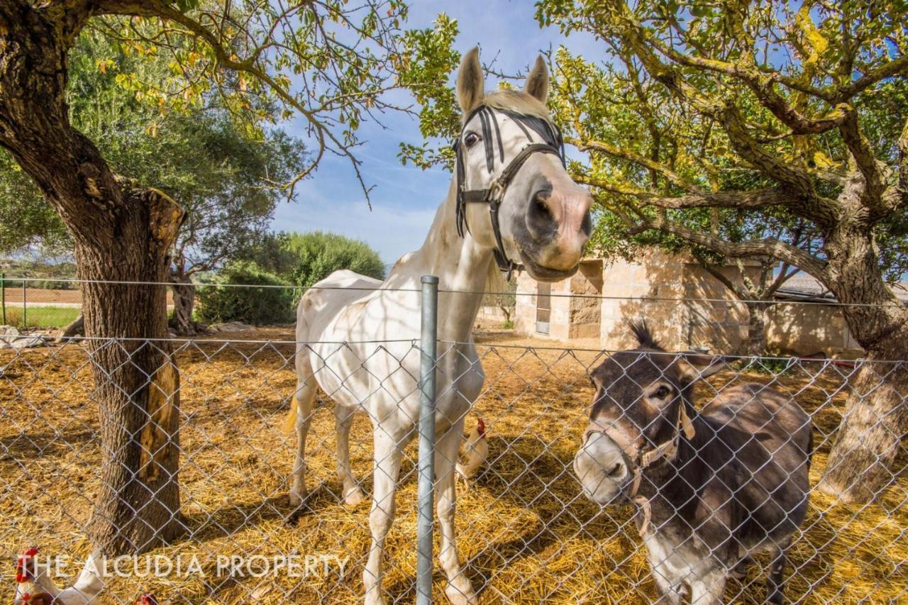 Pegasus * Alcudia (Mallorca)